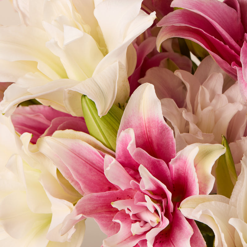Rose Lilies