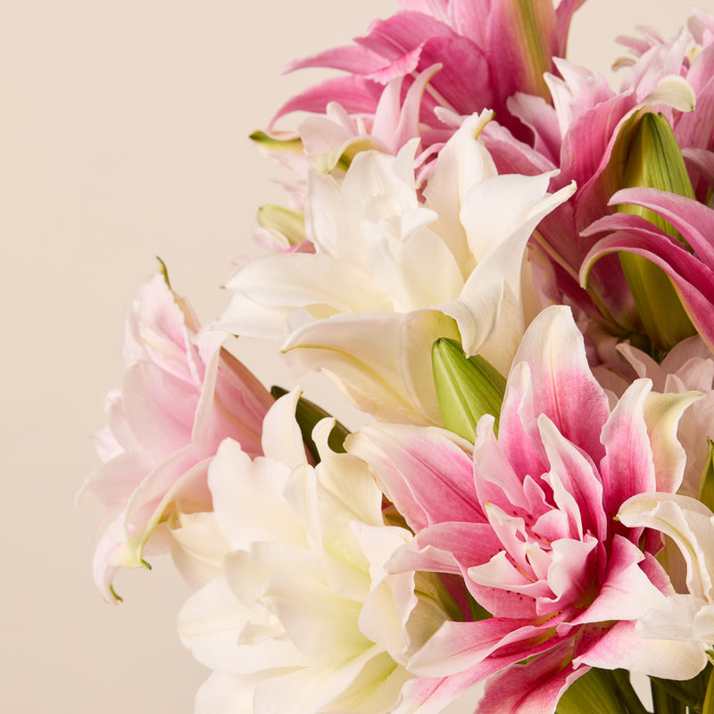 Rose Lilies