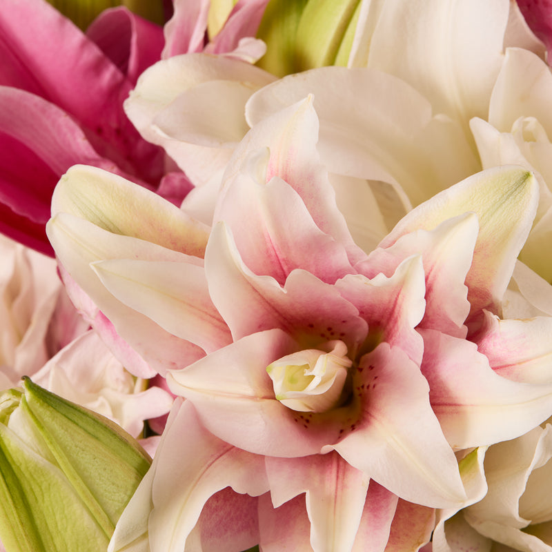 Rose Lilies