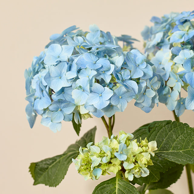 Blue Hydrangea Plant