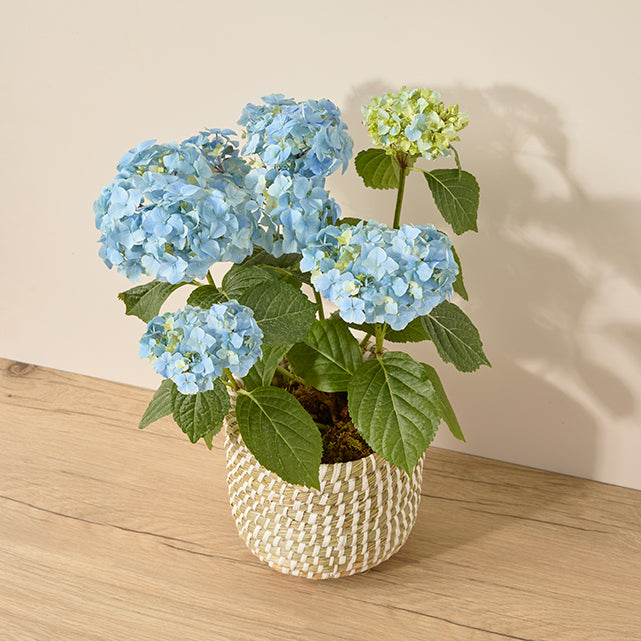 Blue Hydrangea Plant
