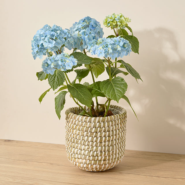 Blue Hydrangea Plant