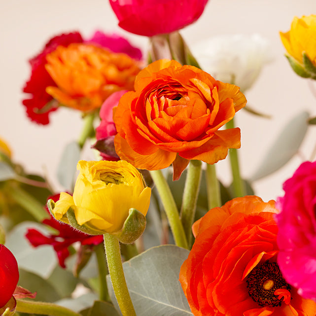 Rainbow Ranunculus
