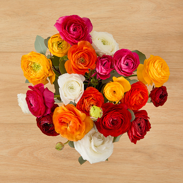 Rainbow Ranunculus